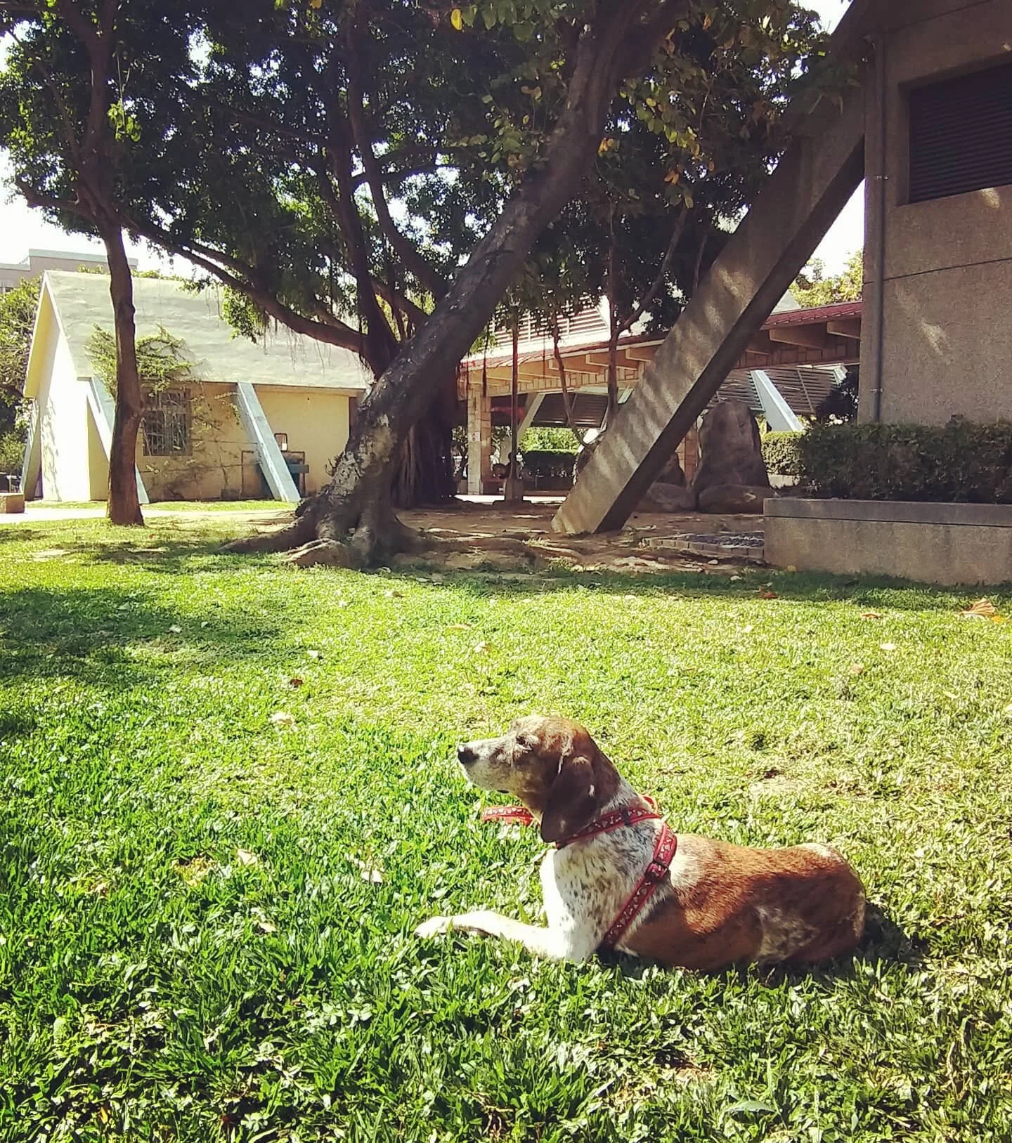 🌻Tasting sun after a winter cooped up inside healing after IVDD diagnosis and through a tick illness.

Hymn 💜
Energetic and walking well even though still no stairs. So Fil carries the princess up and down our 3 F walkup because my back is still no