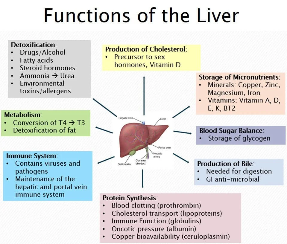Functions-of-the-Liver.jpg (Copy)
