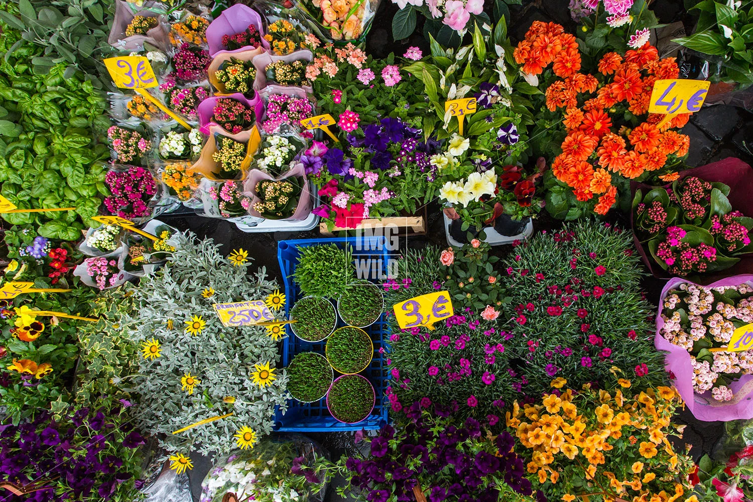 Flower Market-2 copy.jpg