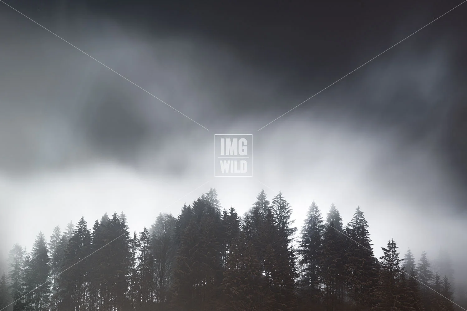 Misty Pines copy.jpg