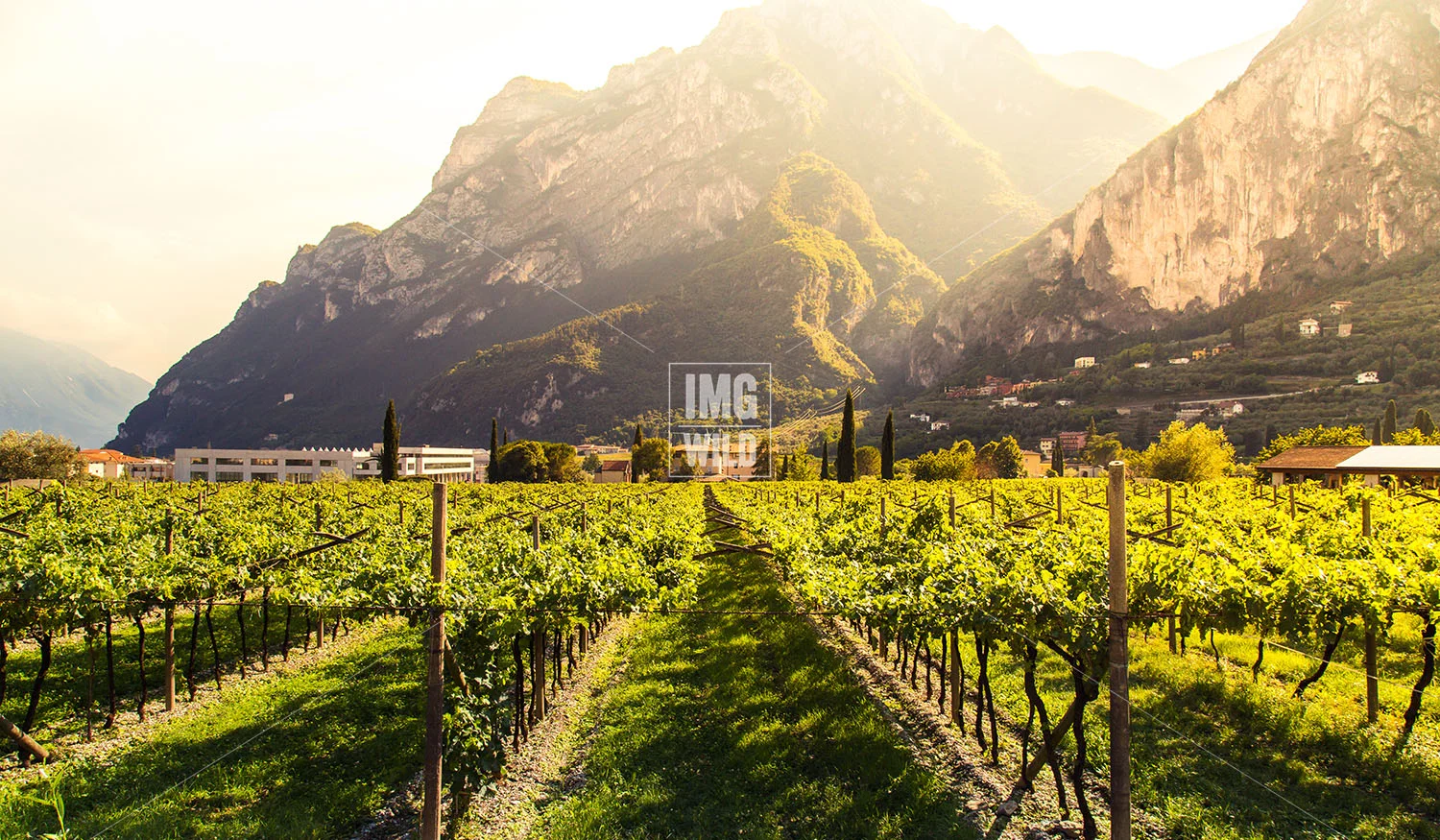 Riva Del Garda Vineyard copy.jpg