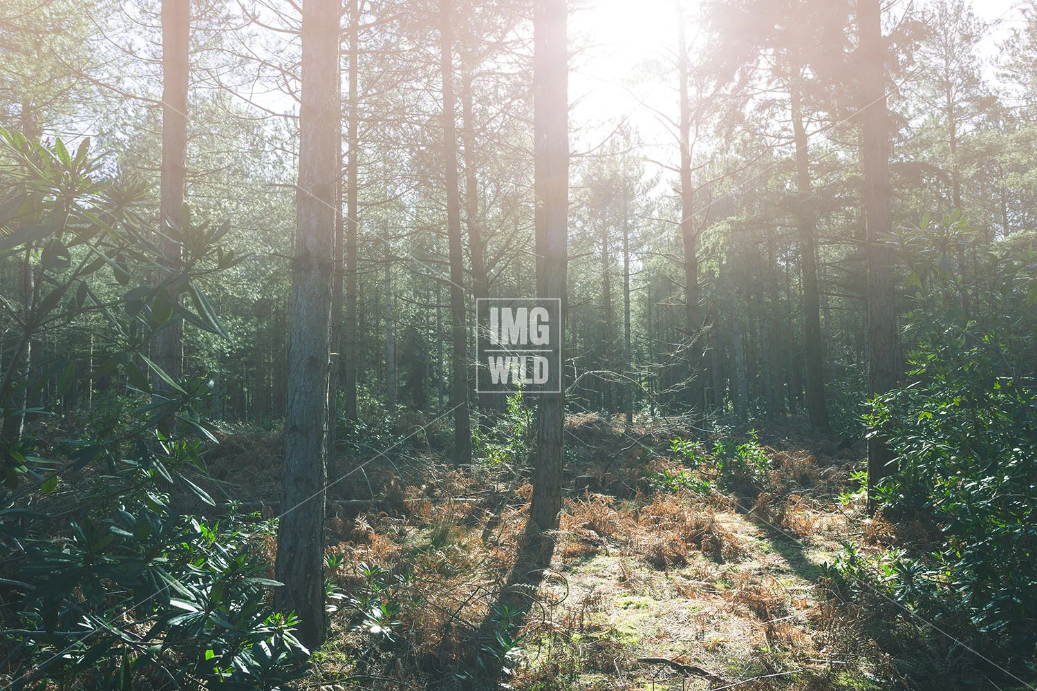 Woodland copy.jpg