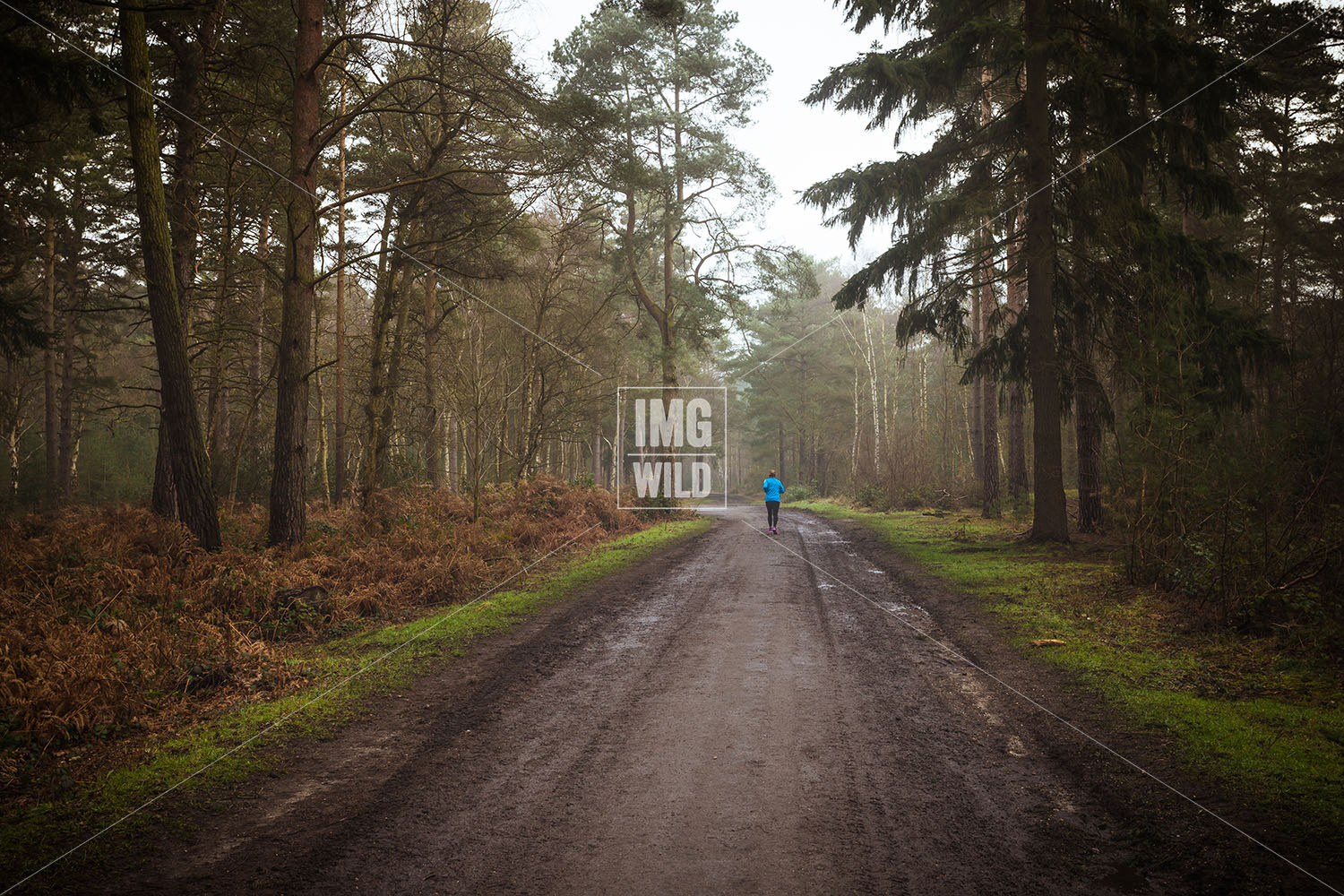 Running in the Woods copy.jpg