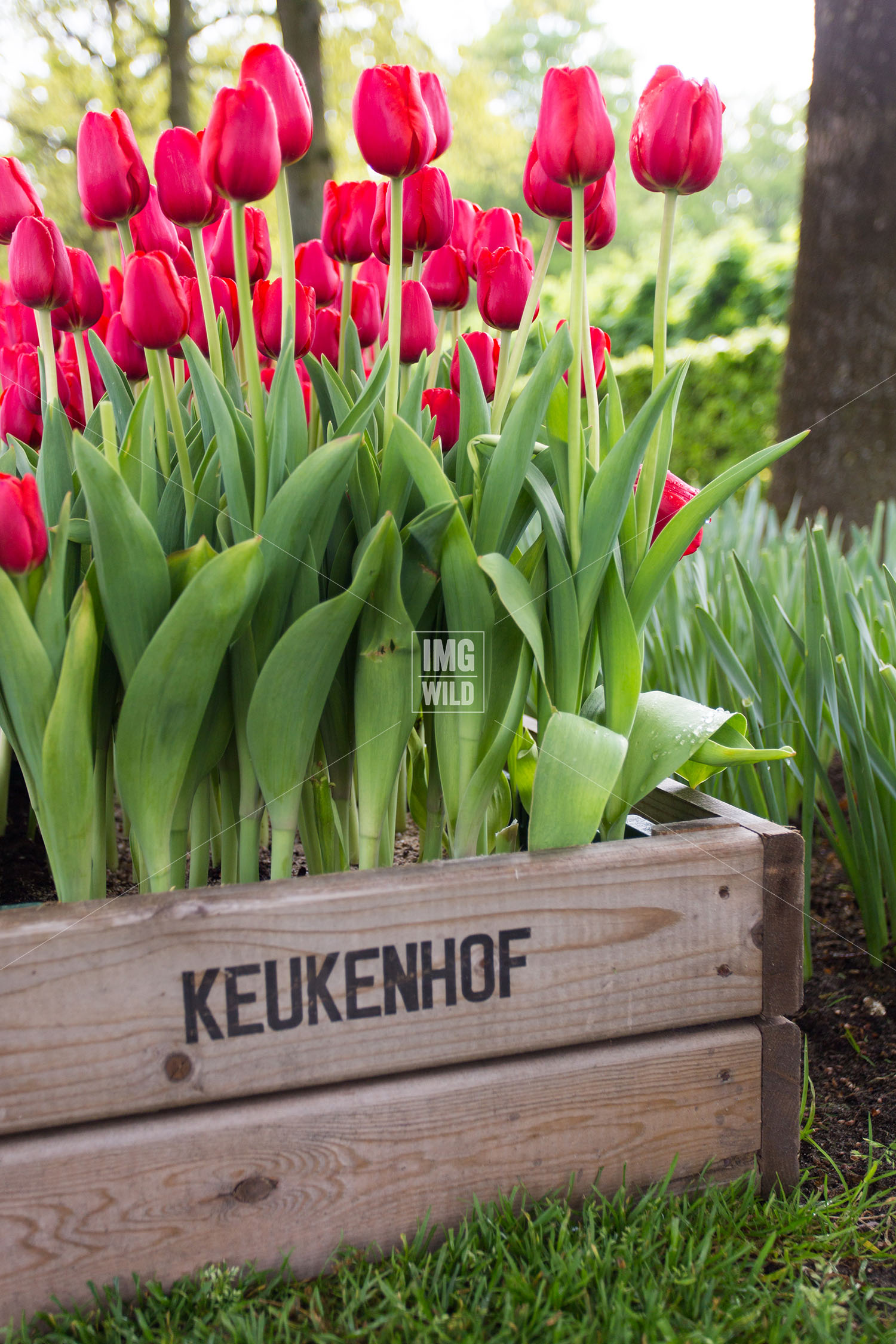 Keukenhof-1 copy.jpg