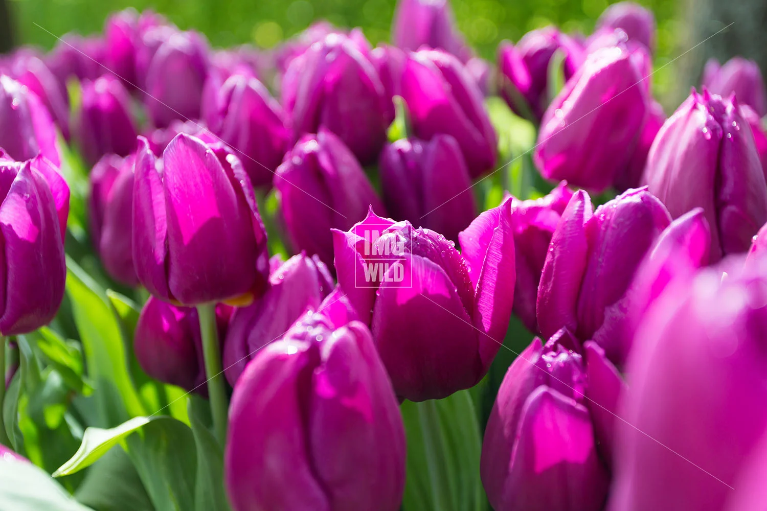 Keukenhof-3 copy.jpg