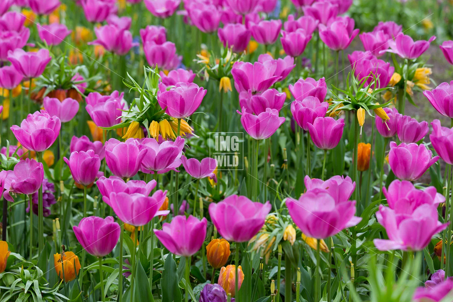 Keukenhof-5 copy.jpg