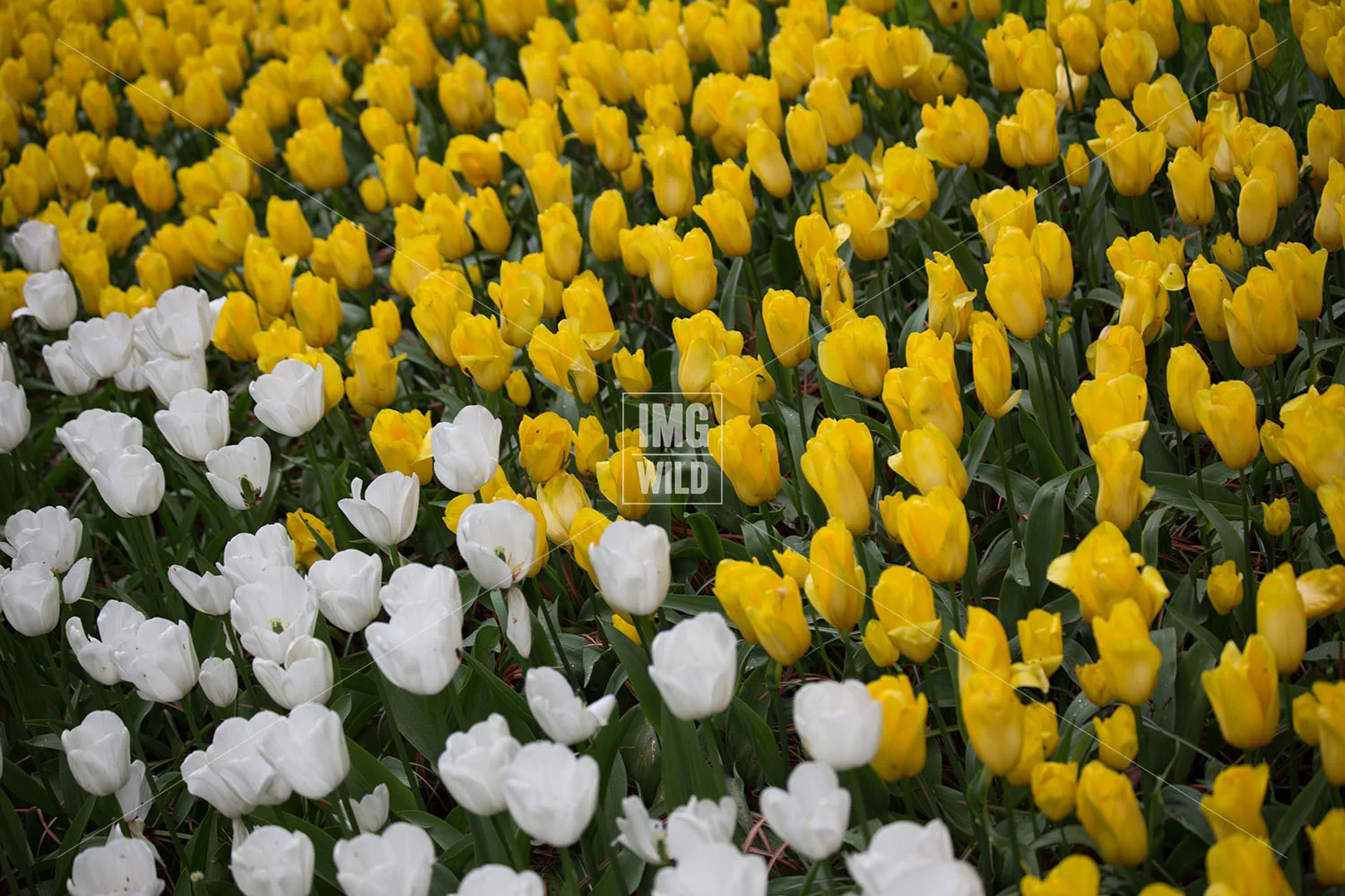 Keukenhof-6 copy.jpg