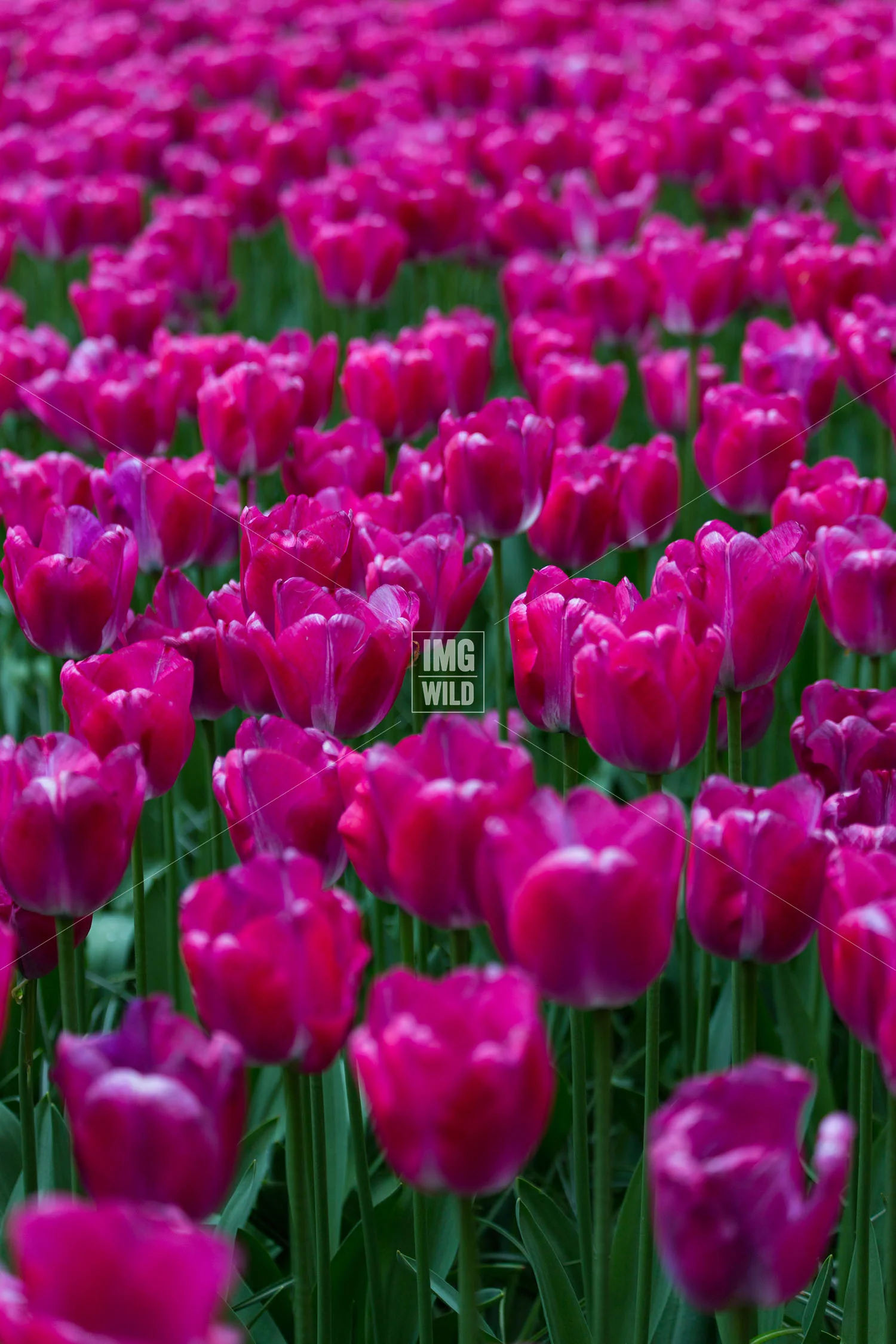 Keukenhof-8 copy.jpg