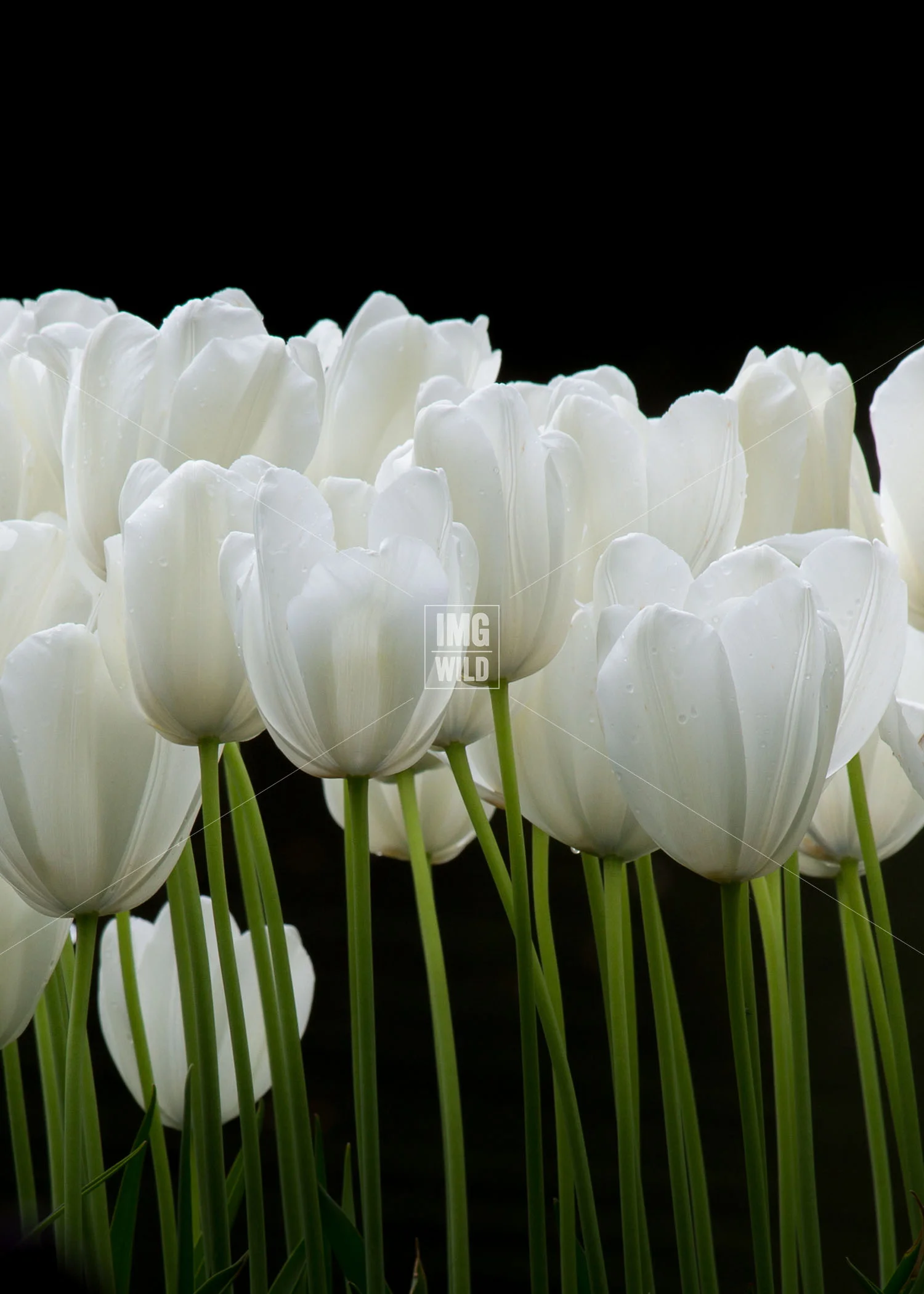 Keukenhof-11 copy.jpg