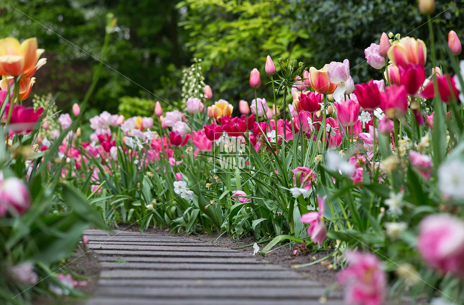 Keukenhof-12 copy.jpg