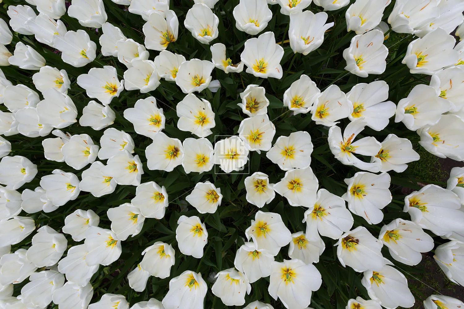 Keukenhof-15 copy.jpg