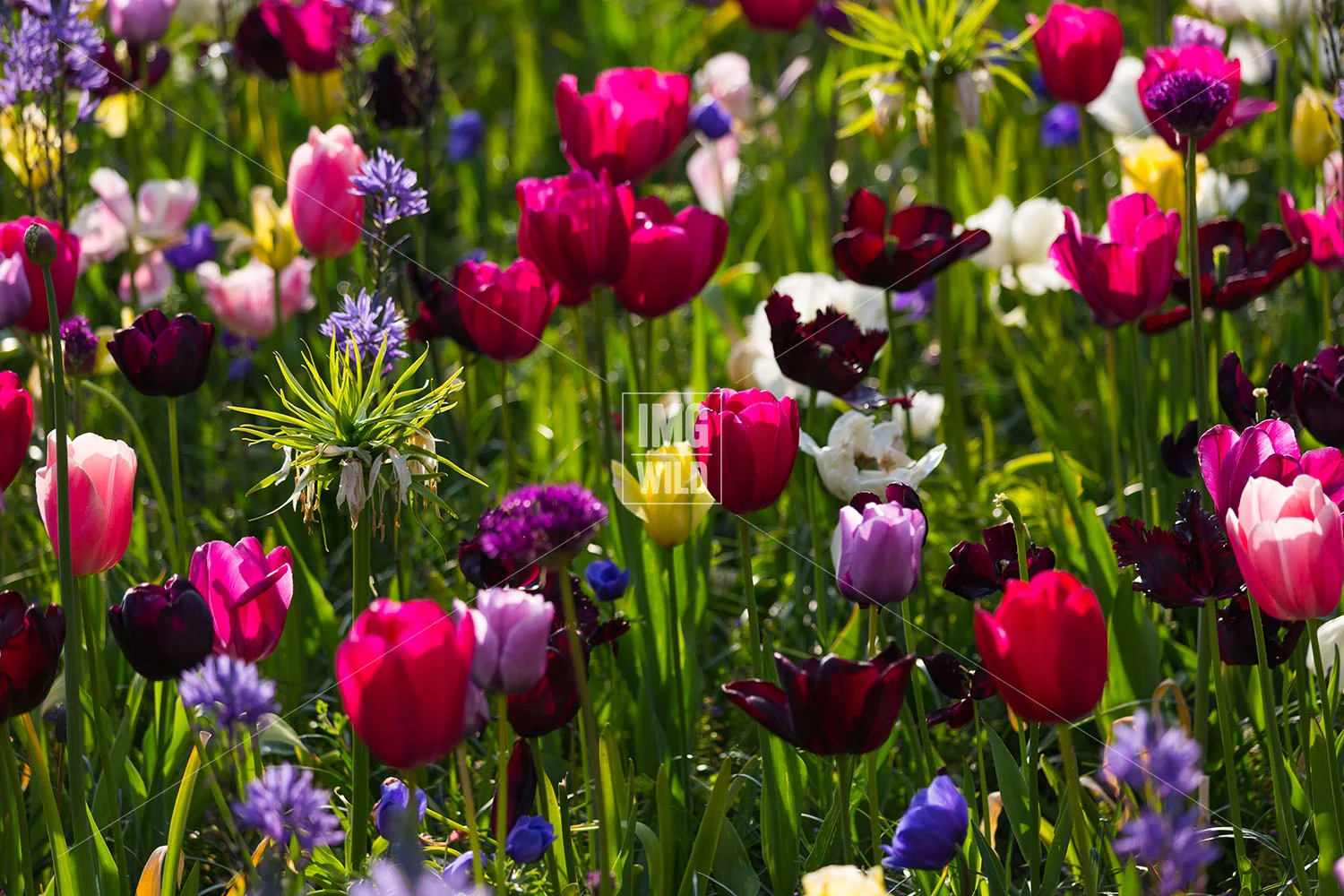 Keukenhof-19 copy.jpg