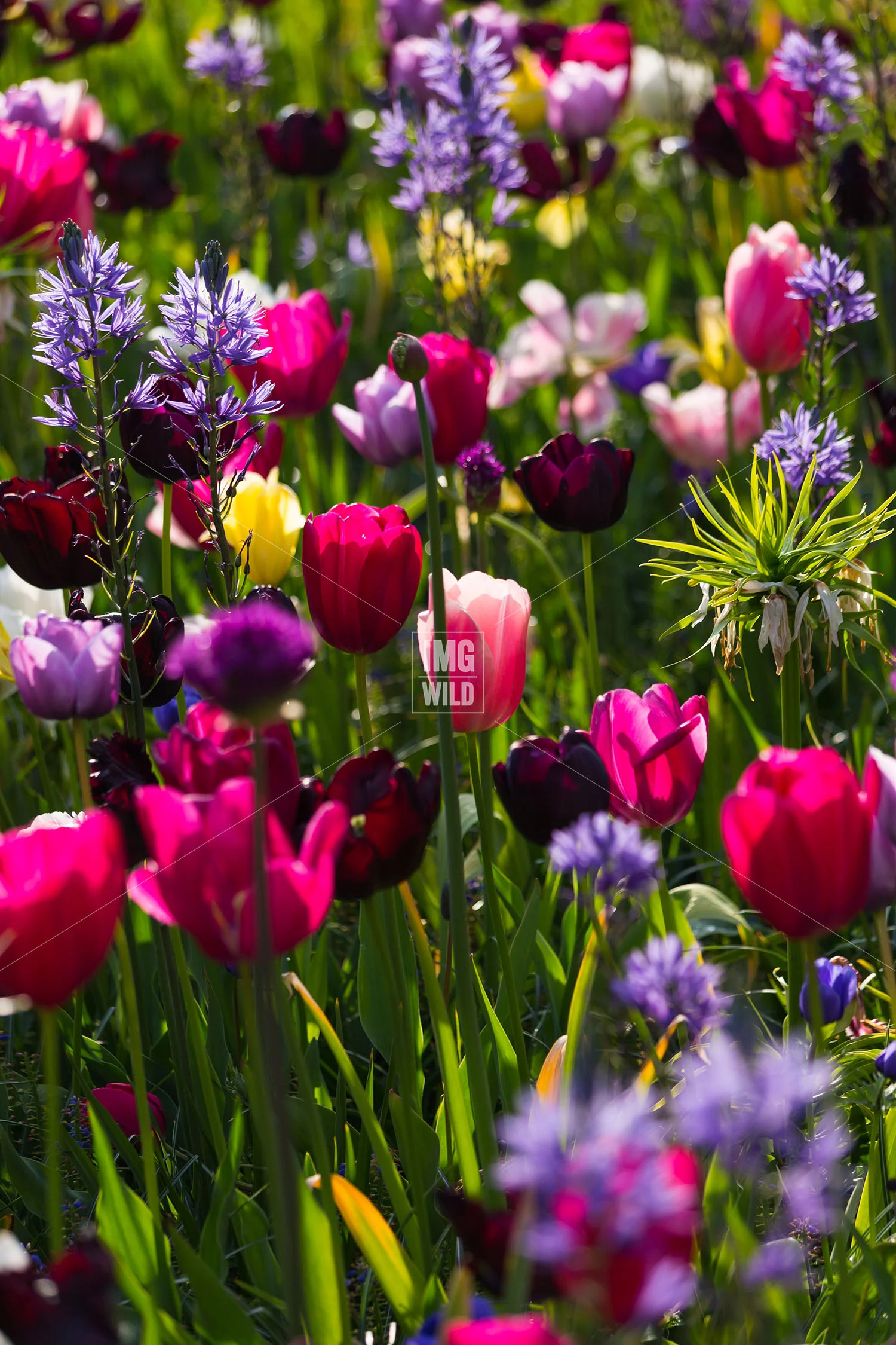 Keukenhof-20 copy.jpg