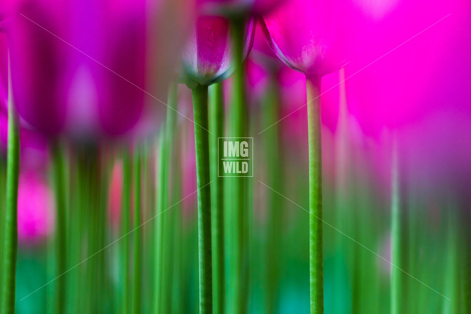 Keukenhof-9 copy.jpg