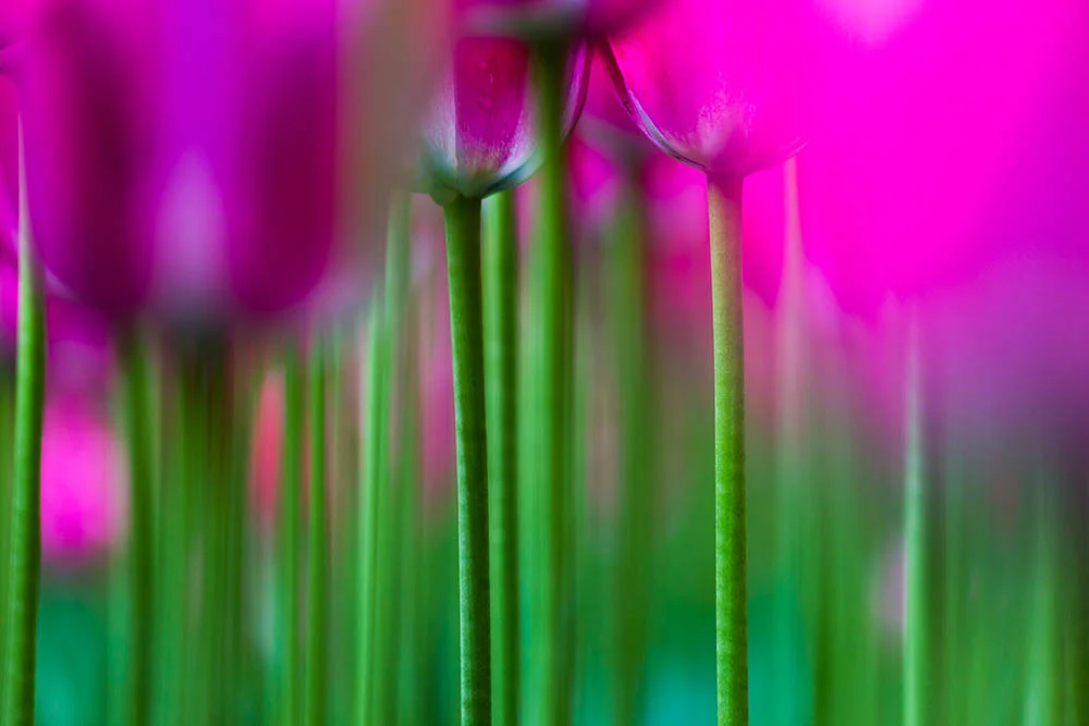 Tulips_header.jpg