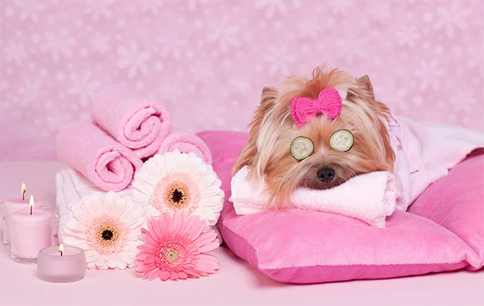Photo cred - petgroomingprices.com