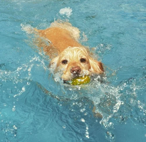 Instagram - @humphrey_the_working_cocker