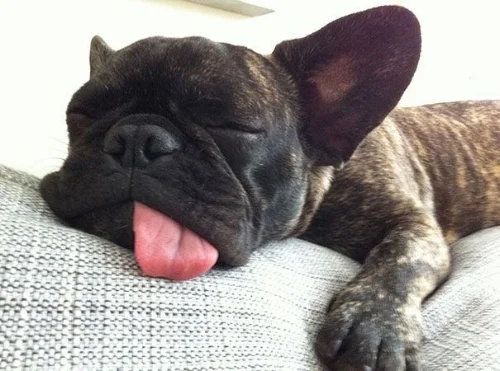 lifewithdogs.tv
