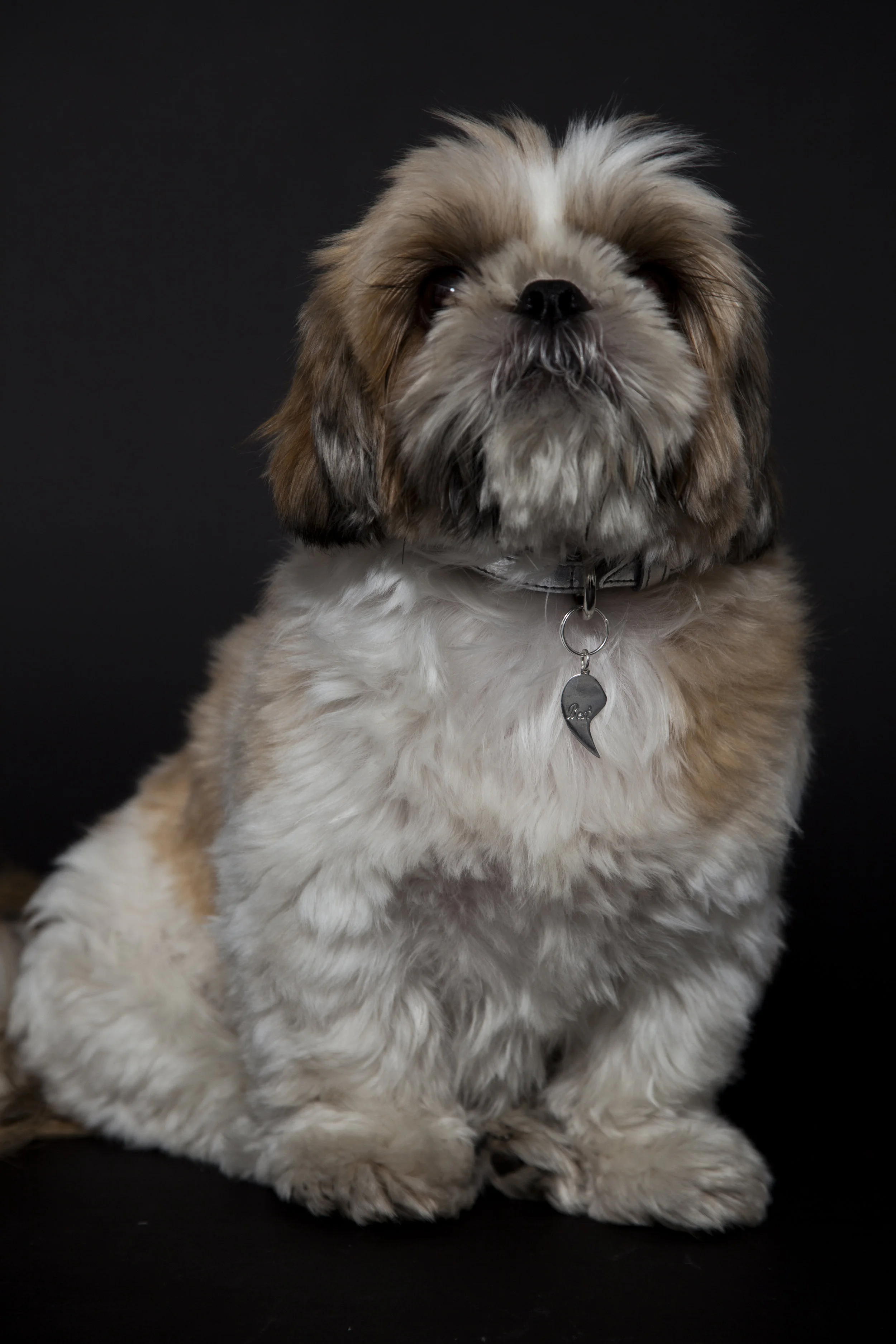 paws_large-63.jpg
