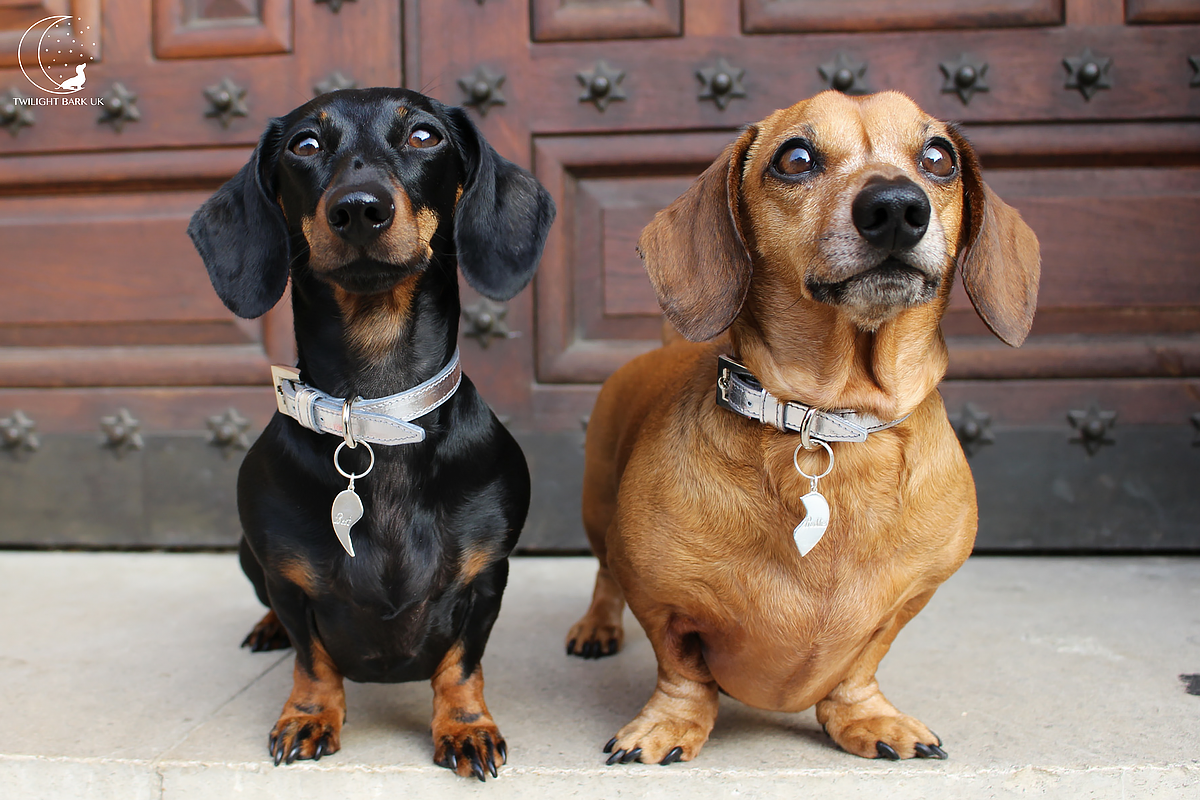 PawsWithOpulenceSilverCollarDogBlogProductReviewsTwilightBarkUK.png