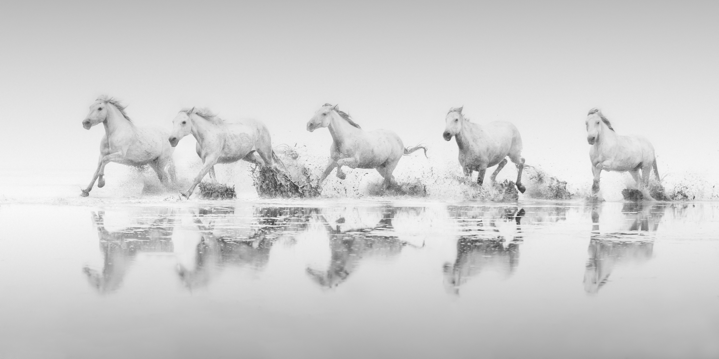Reflections of the Camargue II