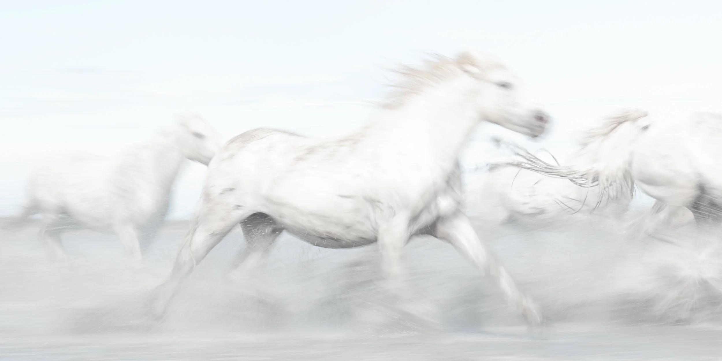 Slow Camargue