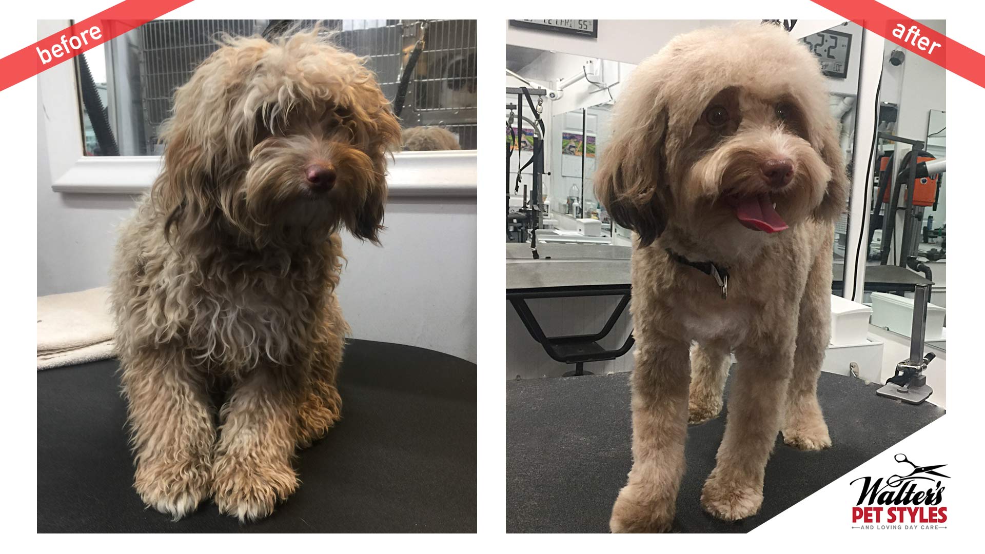 Walter's Pet Styles — Grooming Gallery