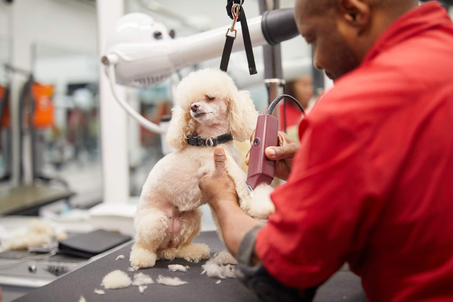 wally's poodle salon