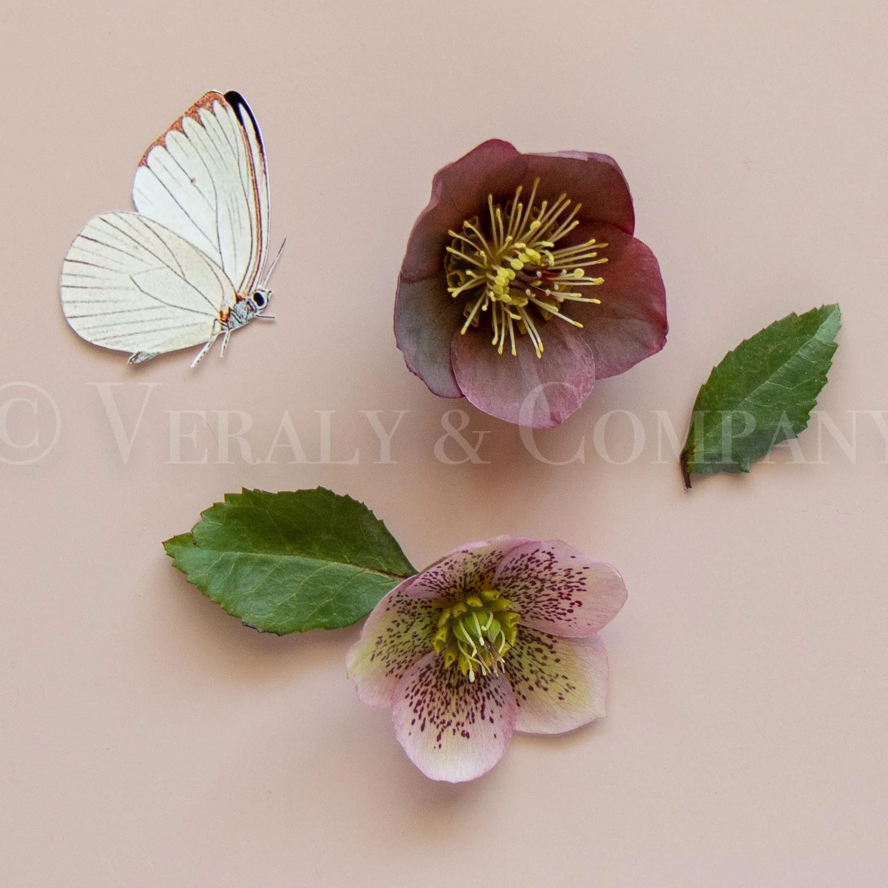 Hellebore Watermark-20.jpg