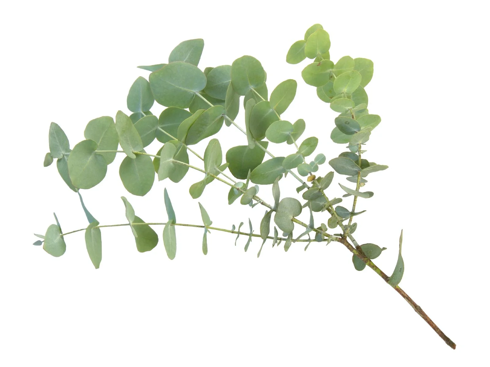 Eucalyptus