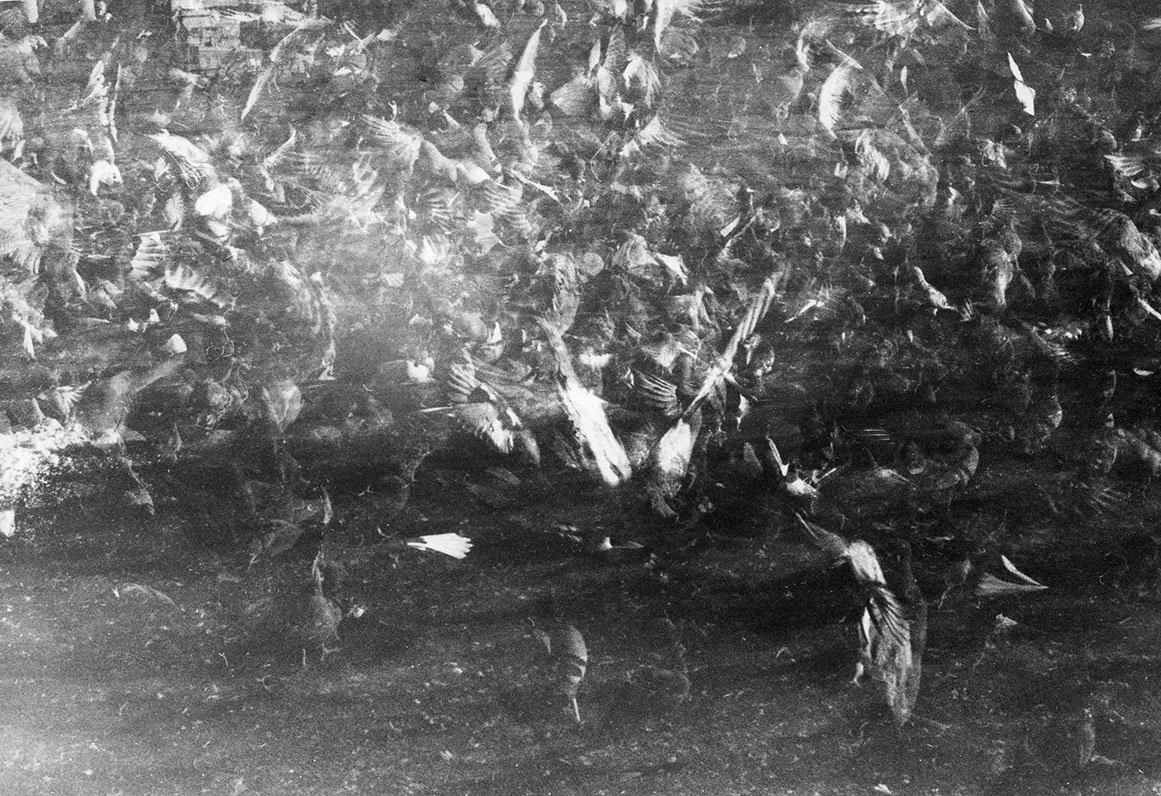 Some Sorta Paradise #2, Gelatin Silver, 39 x 26.5 inches