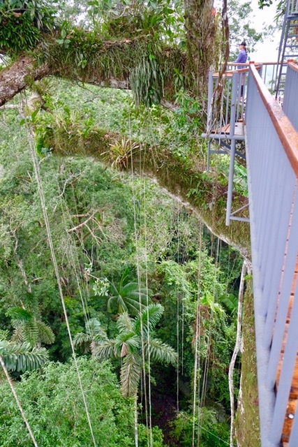 The Sacha's Kapok tree tower, 135 feet above the jungle floor.