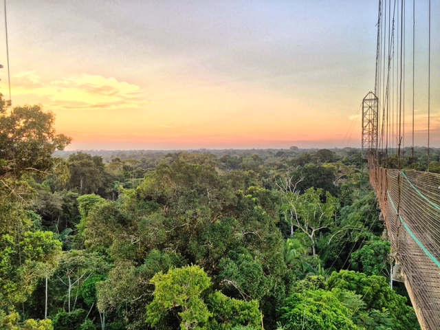 The Sacha Lodge canopy walk, nearly 100 feet off the ground and 940 feet long, perfect for watching animals and sunsets.