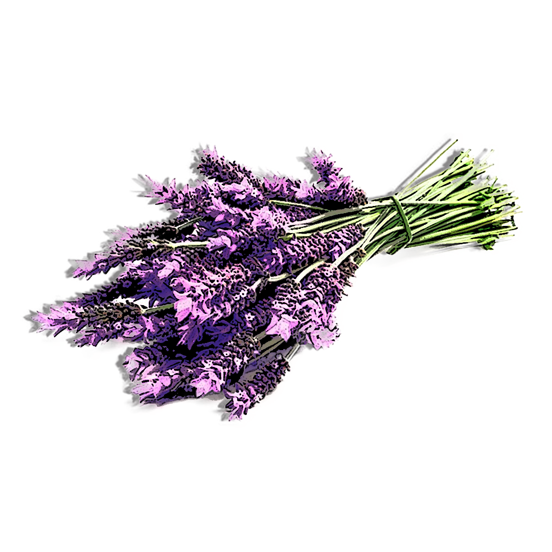Lavendar.png