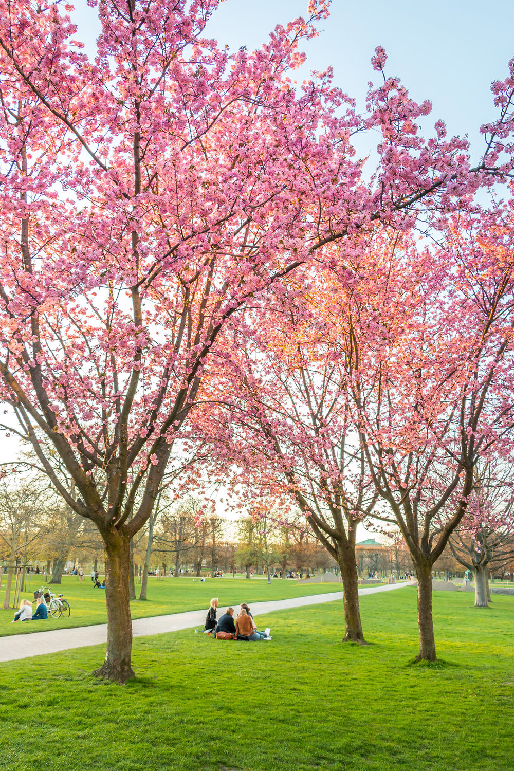 Cherry Blossoms in Rosenborg Park