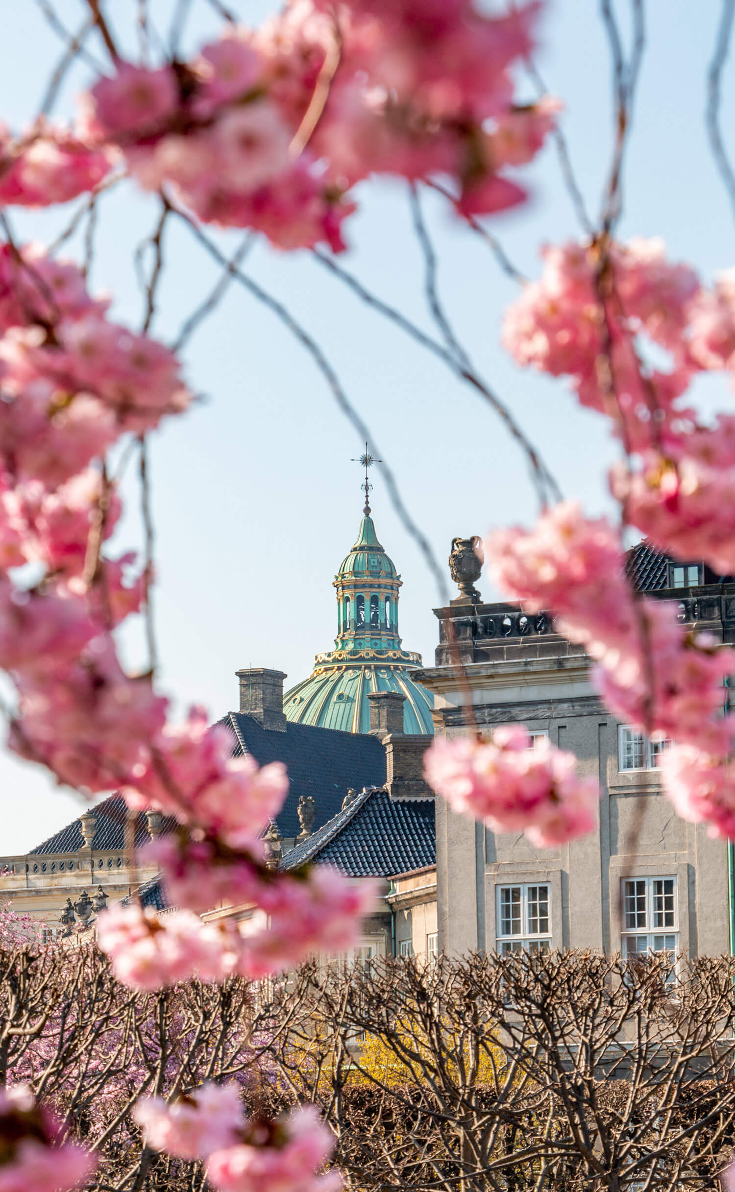 Cherry Blossoms near Frederick's Church