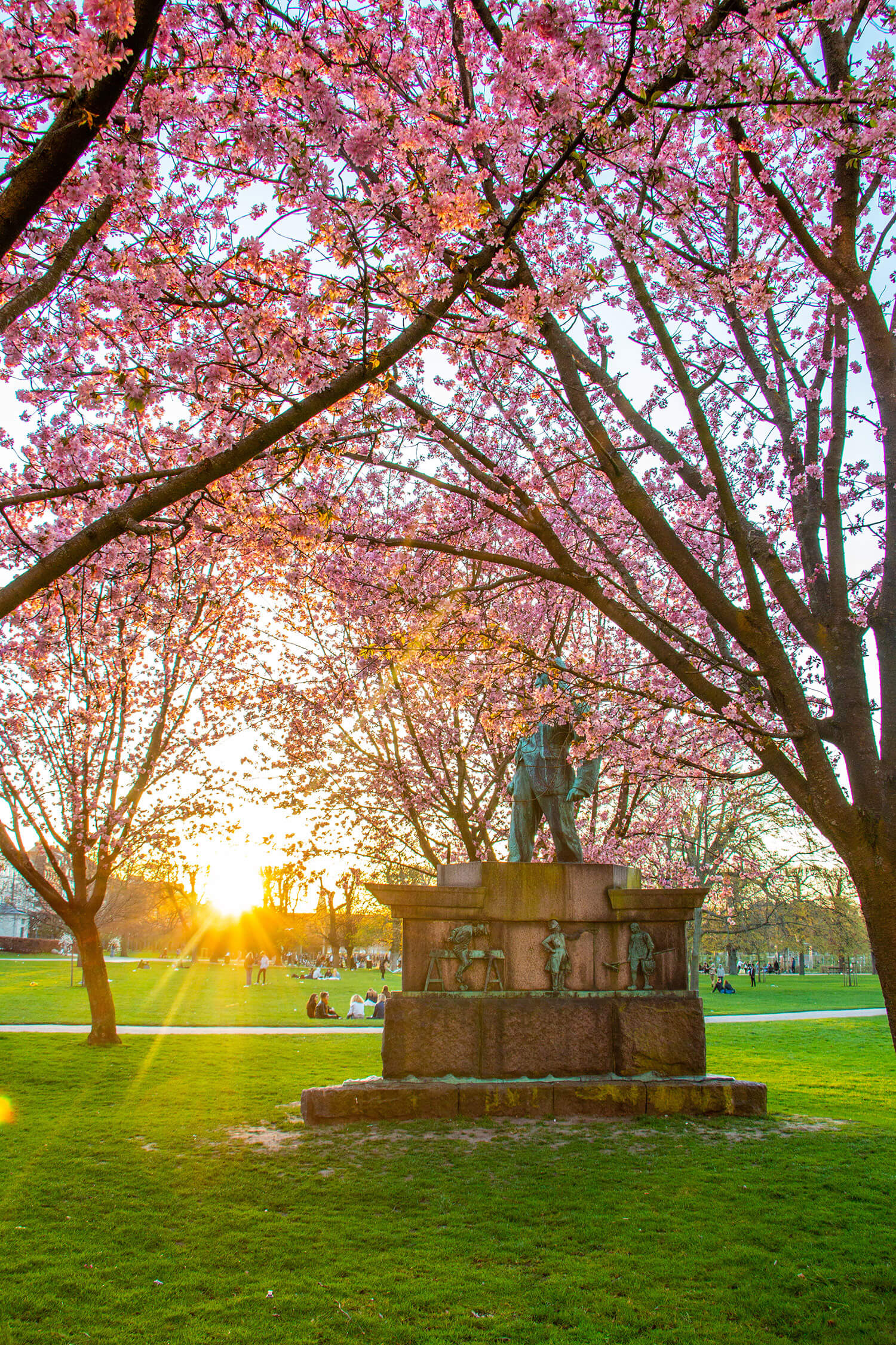 Cherry Blossoms in Rosenborg Park