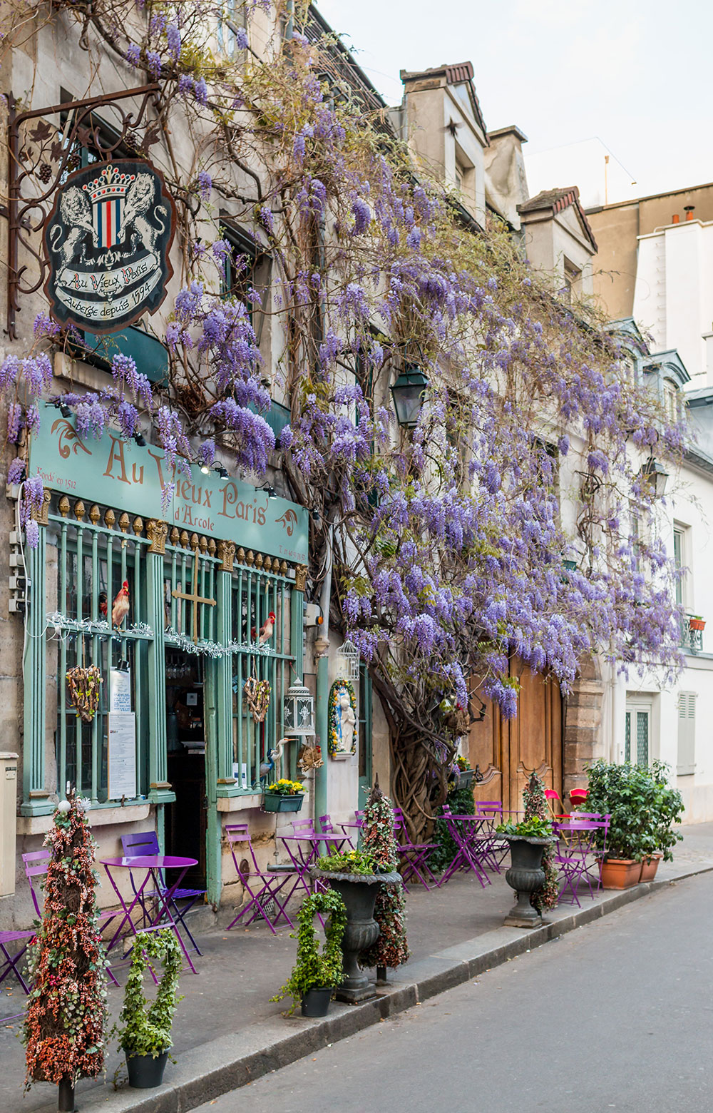 Wisteria Hysteria