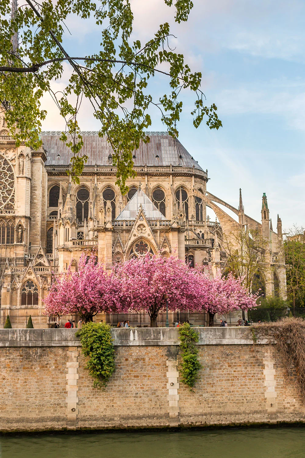 Notre-Dame de Paris Cherry Blossoms