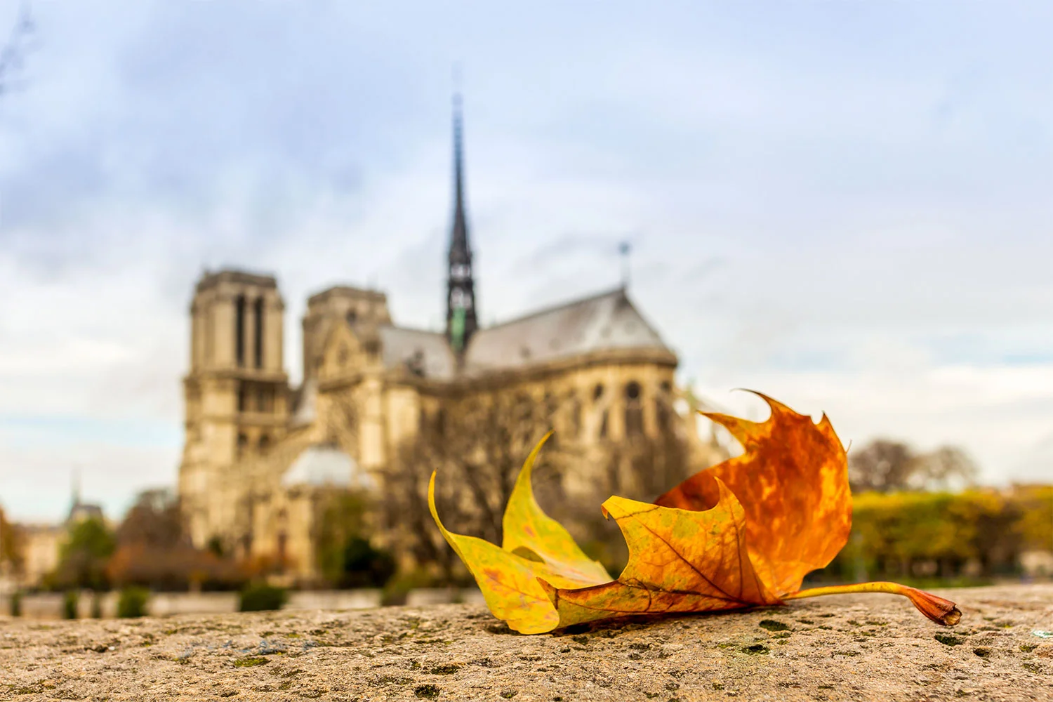 Autum Leaf at Notre-Dame de Paris 