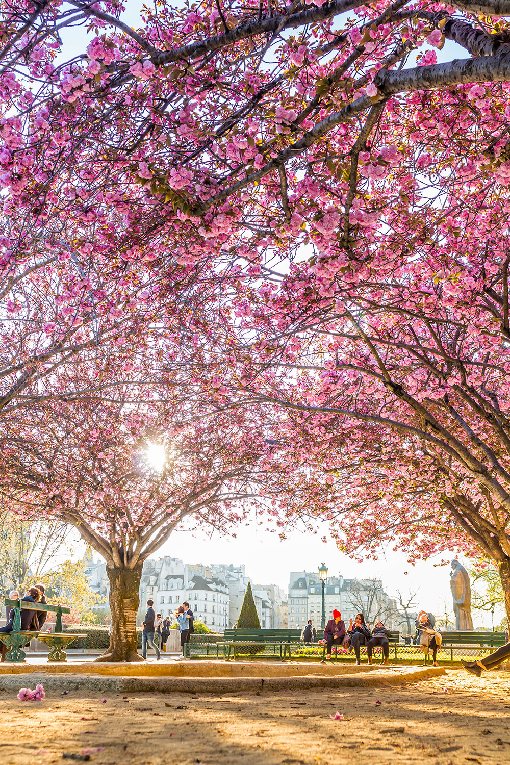 Notre-Dame de Paris Cherry Trees