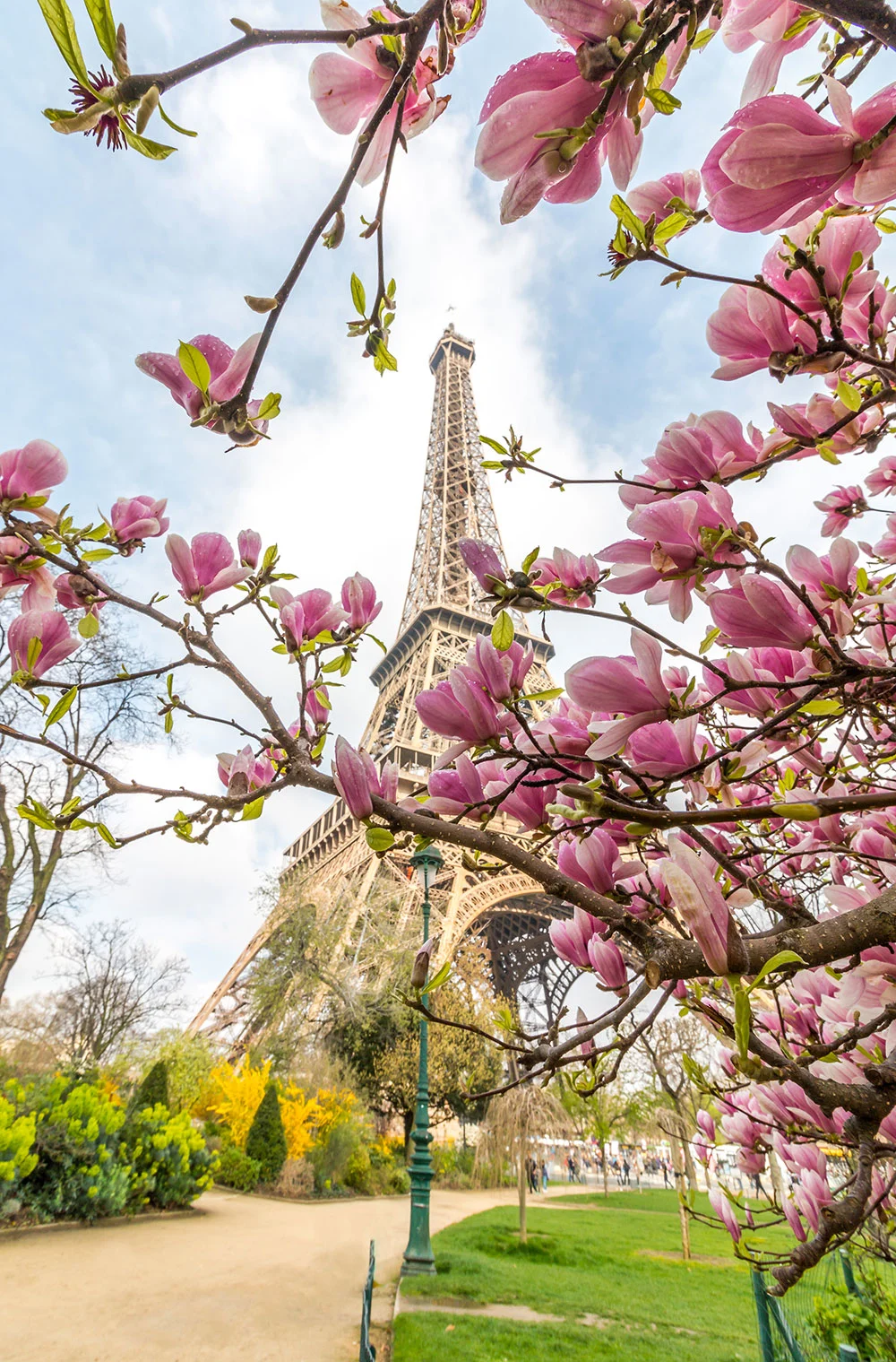 Eiffel Tower Dressed with Magnolias