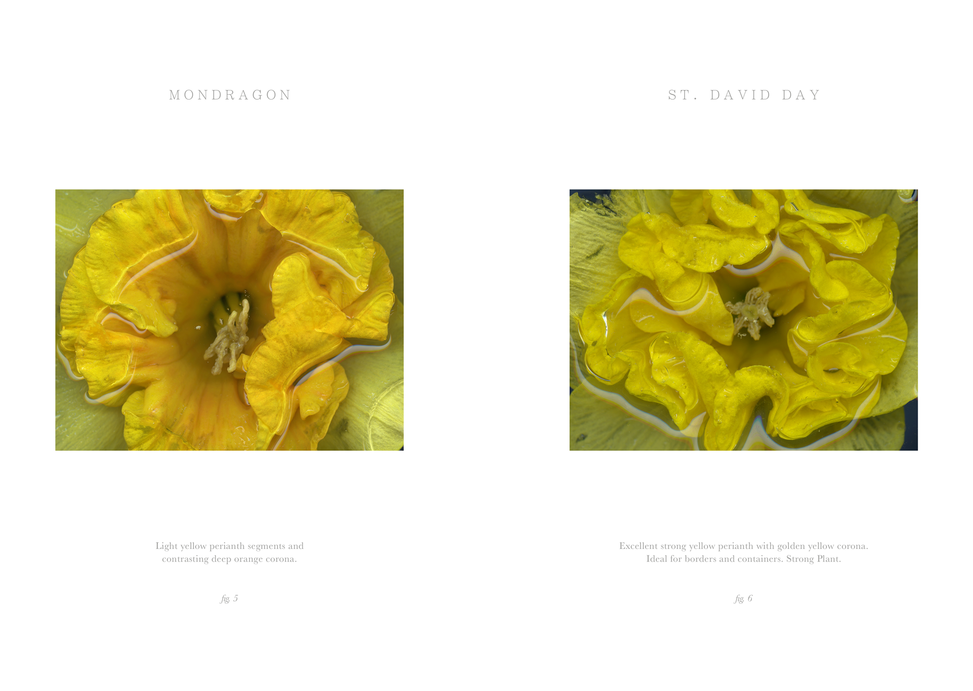 midas-touch-07.png