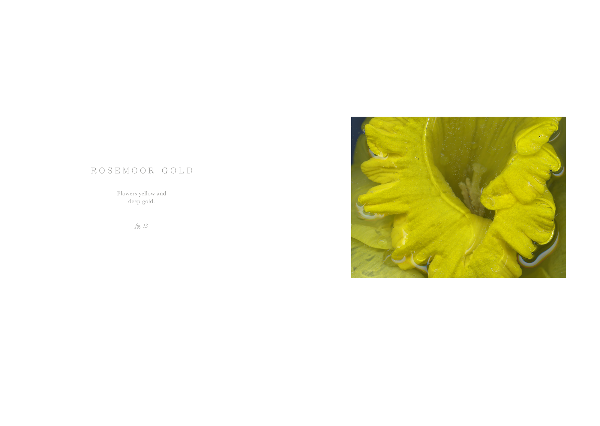 midas-touch-11.png