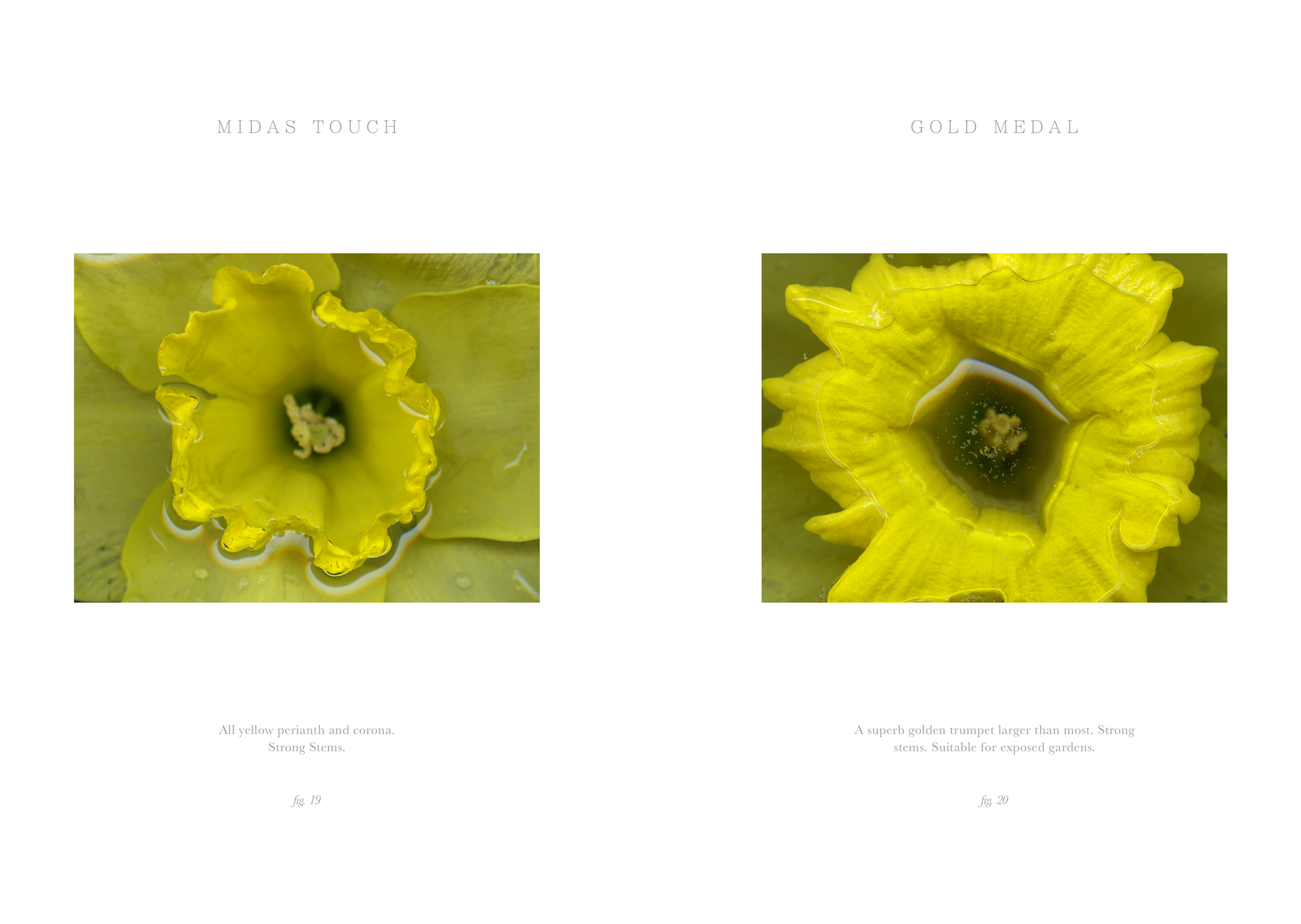 midas-touch-18.png