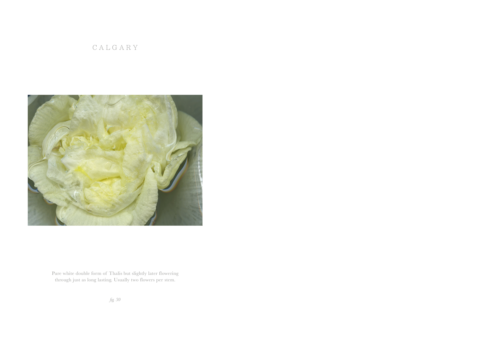midas-touch-26.png