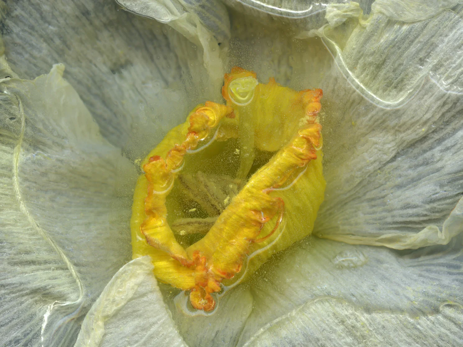 Jenny / fig. 21