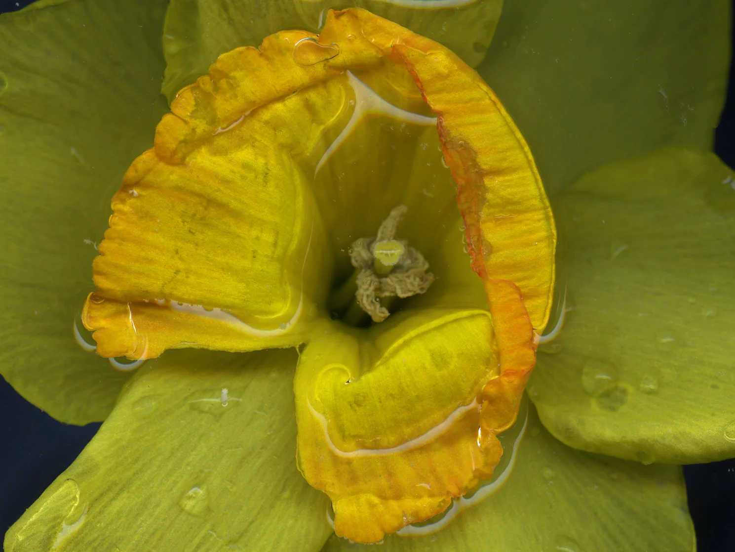 Soleil D'Or / fig. 2