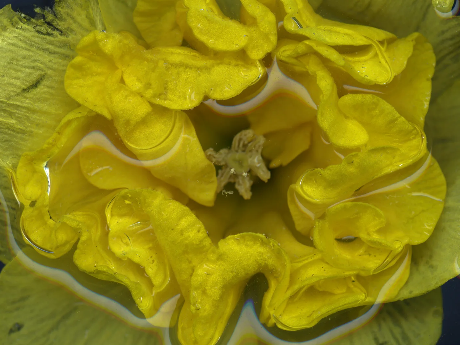St. David Day / fig. 6