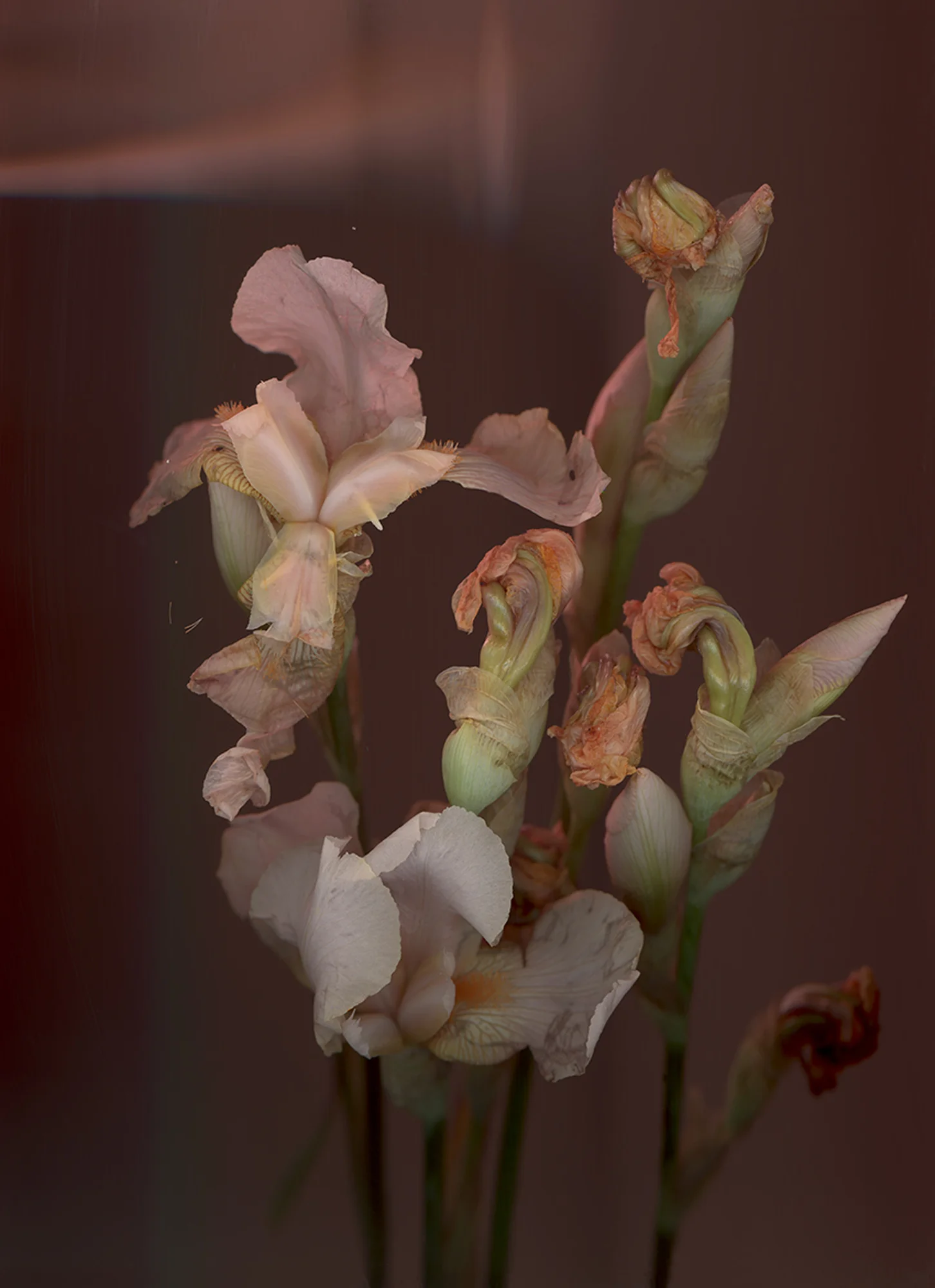 anna-skladmann-BEARDED_IRIS_01_RT_WEB.jpg